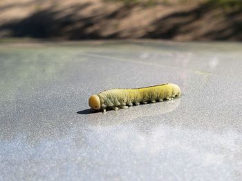 Close-up of caterpillar on road