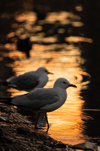 High angle view of seagulls perching near the yarra river 