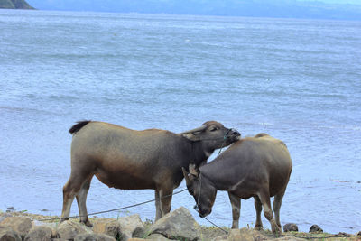 Buffalo, north sumatrra, indonesia