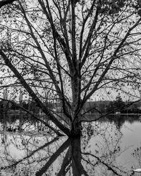 Bare trees by calm lake