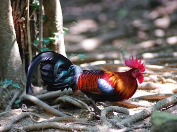 View of a bird on land
