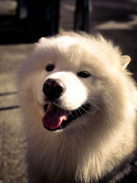 Close-up portrait of dog