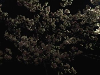 Close-up of tree at night