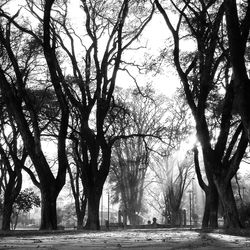 Bare trees against sky