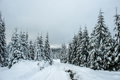 Snow covered land and trees in forest against sky
