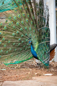 Peacock on a field