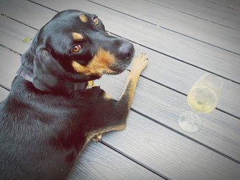 High angle view of dog on wooden floor