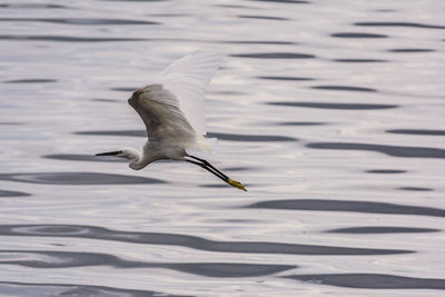 Egret flying over lake