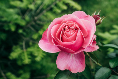 Close-up of pink rose blooming outdoors