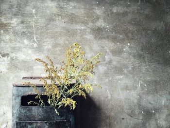 Potted plant on wall