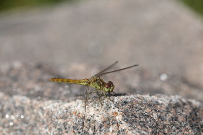 Close-up of insect on rock