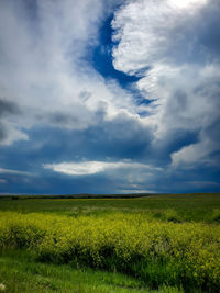 Scenic view of agricultural field against sky