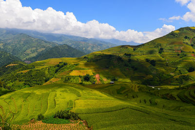 Scenic view of agricultural field against sky