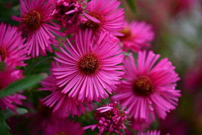 Close-up of pink flowering plants