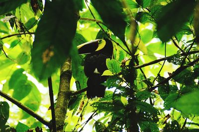 Low angle view of bird perching on tree