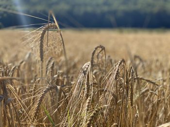 Close-up of wheat growing on field