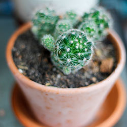 High angle view of potted plant