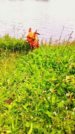 Scenic view of lake on grass