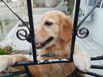 Close-up of dog in boat