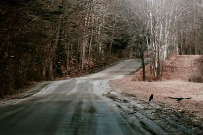 View of dirt road amidst trees in forest