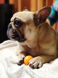 Close-up of a dog looking away