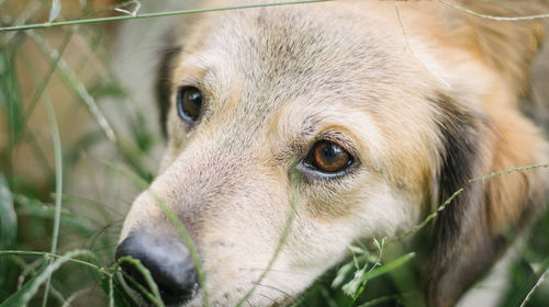 Close-up of dog