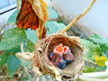 High angle view of bird in nest