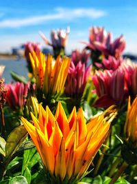 Close-up of yellow flowers