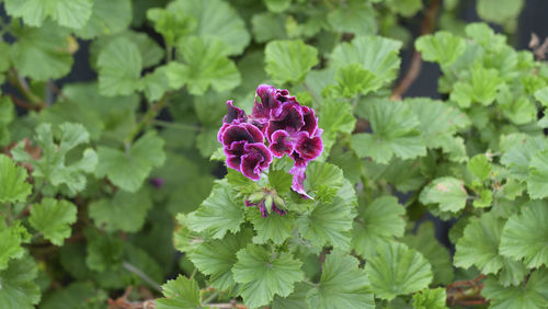 Close-up of pink flowering plant