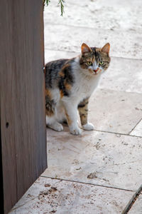 Portrait of cat sitting on hardwood floor