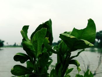 Close-up of fresh green plants against sky