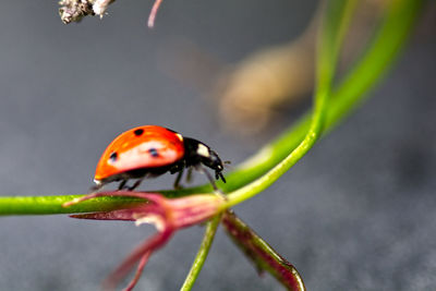 Close-up of ladybug on leaf