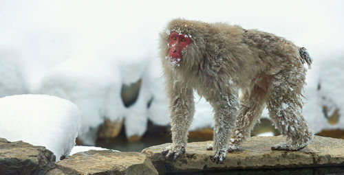 View of monkey on snow