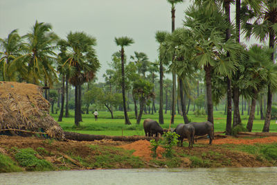 Cattle and palm trees on shore