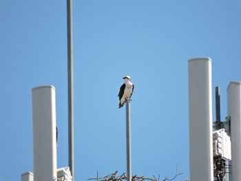 Low angle view of seagulls perching on wooden post against sky