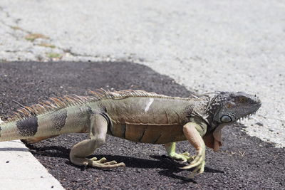 High angle view of lizard on land