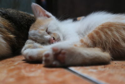 Close-up of cat sleeping