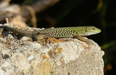 Lizard on a rock 