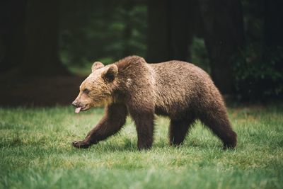 Bear walking on field