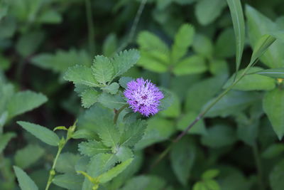 Close-up of purple flowering plant