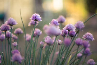 Close-up of purple flowering plants on field