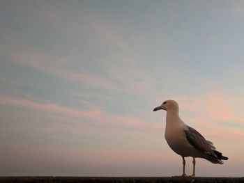 Seagull perching on sea against sky during sunset