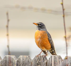 Close-up of bird perching on wood