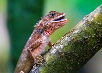 Close-up of a lizard on tree trunk