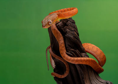 Close-up of lizard