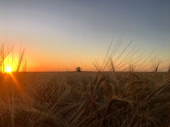 Scenic view of wheat field against sky during sunset
