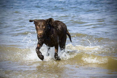 Dog running in a sea