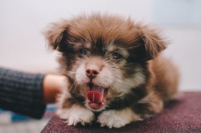 Close-up portrait of puppy yawning on seat