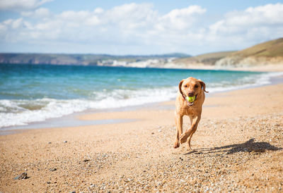 Dog carrying ball in mouth while running at beach