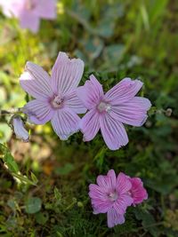 Close-up of pink flowering plant